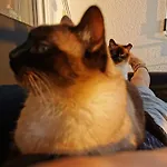 Separate Privat In Shared With 2 Cats And 1 Person Daire