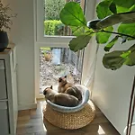 Separate Privat In Shared With 2 Cats And 1 Person Daire