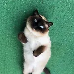 Separate Privat In Shared With 2 Cats And 1 Person Daire *