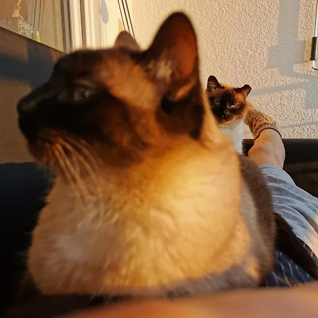 Separate Privat In Shared With 2 Cats And 1 Person Апартаменты