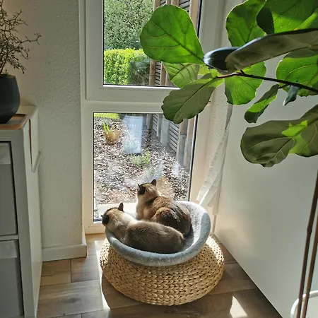 Separate Privat In Shared With 2 Cats And 1 Person Apartment