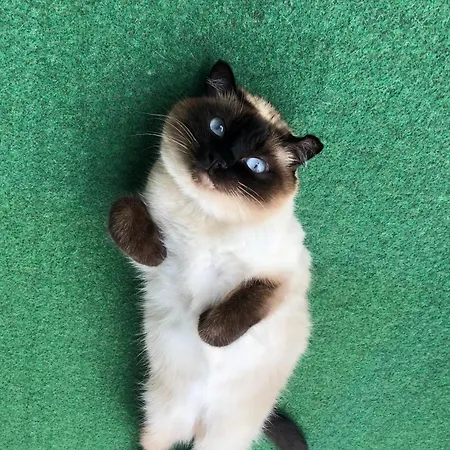 Separate Privat In Shared With 2 Cats And 1 Person Apartment *
