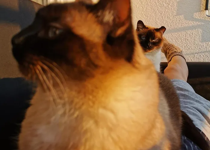 Separate Privat In Shared With 2 Cats And 1 Person Apartment