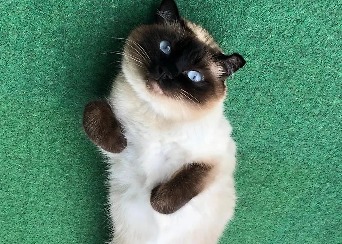 Separate Privat In Shared With 2 Cats And 1 Person Apartment *